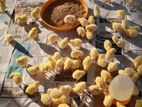 Broiler Chicks