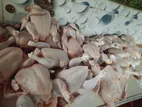 Broiler Fresh chicken