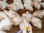 Broiler Chicken