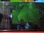 Broken Screen TV