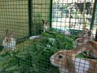 Brown Dutch Rabbits