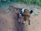 Brown Goat