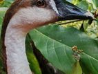 Brown Goose Duck