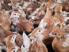 Brown Hen