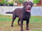Brown Labrador Female Puppy