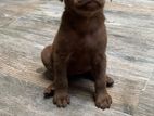 Brown Labrador Puppies