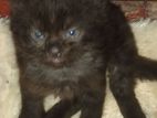 Brown Persian Kitten