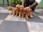 Toy Poodle Puppies