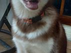 Brown Siberian Husky Puppy