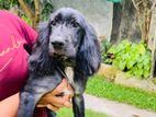 Cocker Spaniel Dog