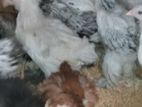 Brahma Chicks