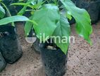 බට් අලිගැටපේර පැල Butt Avocado Plant (Medium)