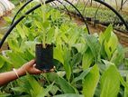 බටපොරෝපිත කෝලිකුට්ටු කෙසෙල් පැළ