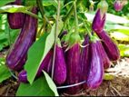 බටු පැල