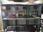 Budgerigar Birds with Cage