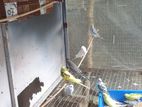 Budgerigar Birds