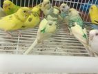 Budgerigar Birds