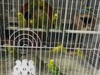 Budgerigar Birds