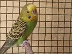 Budgerigar Love Bird