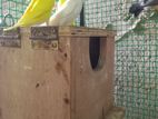 Budgerigar bird