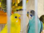 Love Bird