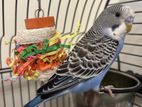 Budgie Love Bird