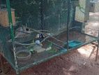 Budgies with cage