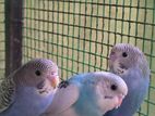 Budgies withLovebirds