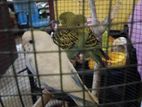 Budgies Bird