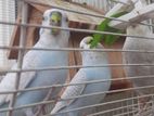 Budgies Black Eye Bird