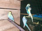 Budgies Breeding Pair