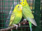 Budgies Breeding Pair