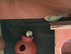Budgies Pair