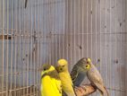 Budgies Birds