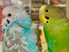 Budgies