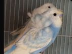 Budgies Birds
