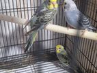 Budgies Birds