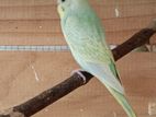 budgies