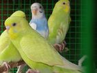 Budgies Birds