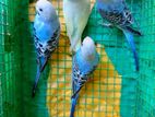 Budgies