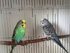 Budgies
