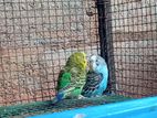 Budgies Birds