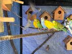 Love Birds