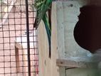 Budgies