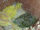 Budgerigar Birds