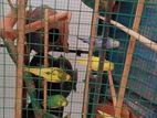 Budgies Birds