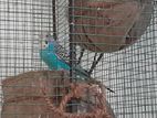 Budgies