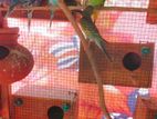 Budgies