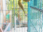 Budgies Birds
