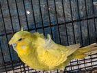 Budgiris Birds